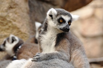 Naklejka na ściany i meble Lemur in Bermuda zoo