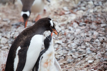 Fototapeta premium A Gentoo Penguin feeds its chick at Neko Harbour, Antarctica.