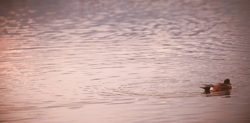 Mallard duck swimming in lake