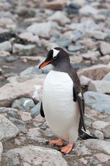 Fototapeta premium A gentoo penguin at Neko Harbour, Antarctica