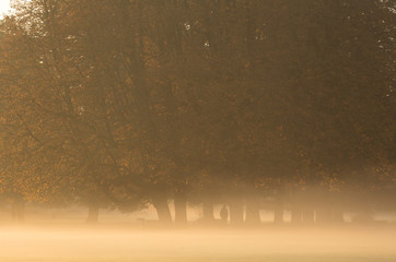 Man standing between the trees in a park during a foggy sunrise.