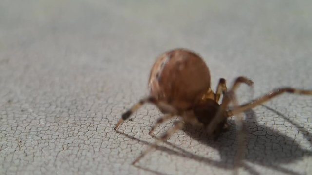 Spider turning on its legs and trying to leave the frame 