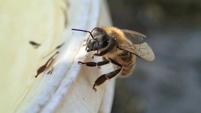 Bee tacking a fligh from the edge of a bucket