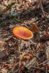 Paddestoelen bij de Oisterwijkse vennen