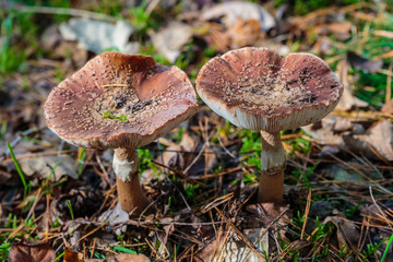 Paddestoelen bij de Oisterwijkse vennen