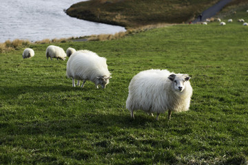 Sheep