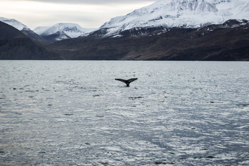 Fototapeta premium Whales