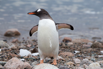 A gentoo penguin at Neko Harbour, Antarctica