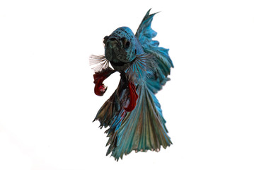 Fototapeta premium Beautiful fighting fish