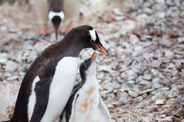 A Gentoo Penguin feeds its chick at Neko Harbour, Antarctica.