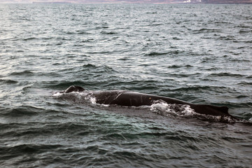 Fototapeta premium Whales