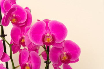 Naklejka na ściany i meble Orchideen