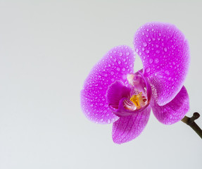 Orchideen blute mit Wassertropfen 