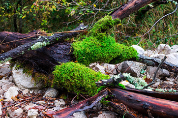 Trees on the bottom canyon Vela Draga in autumnn, Croatia