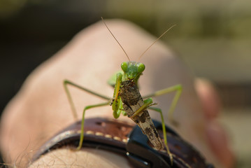 Gottesanbeterin sitzt auf einer Hand und verzehrt eine Heuschrecke