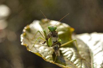 Gottesanbeterin frisst blaue Ödlandschrecke
