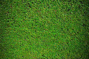 Obraz premium Hedge texture background