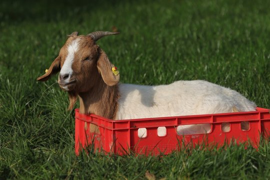 Ziege in der Kiste, witziges Tierbild, lustige Tierfotos