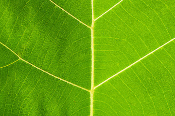 Teak tree  leaf