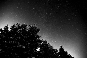 Fototapeta premium Starry sky over glowing trees