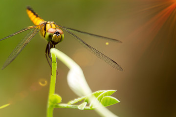 Dragonfly on the grass. Make a back ground or a wallpaper.