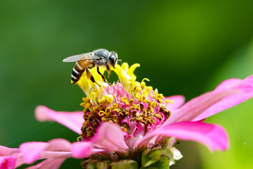 Image of bee on pollen. Insect Animal