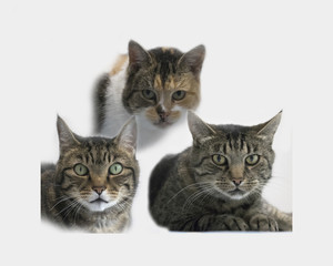 three cats