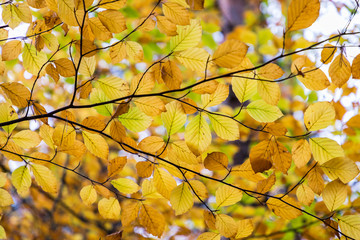 Autumn leaves background in selective focus. Red, orange and yellow dry leaves.