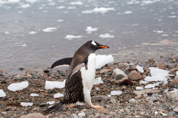 A gentoo penguin at Neko Harbour, Antarctica