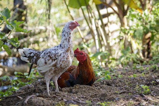 Image of a cock and hen on nature background. Farm Animals.