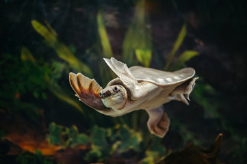 Carettochelys insculpta. Pig-nosed turtle is swimming in an aquarium.