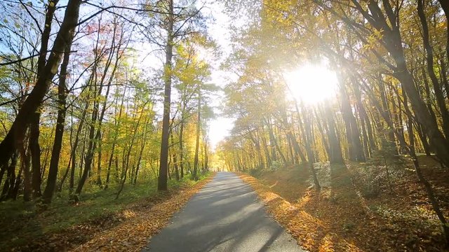 Camera movement in front. Autumn park with colorful beautiful trees, autumn yellow leaves on a sunny day.