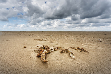 Fototapeta na wymiar Seehund-Skelett am Strand