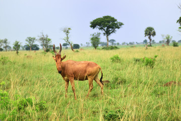 Naklejka na ściany i meble Lelwel Hartebeest antelope, Uganda