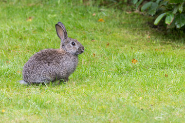 Wildkaninchen