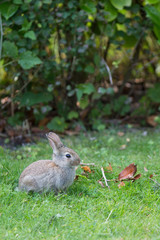Junges Wildkaninchen