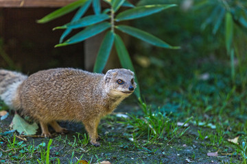 The yellow mongoose (Cynictis penicillata)