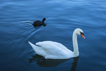 Swan looking at the camera