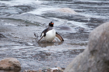 A gentoo penguin comes out of the water. Antarctica