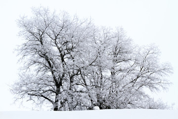 Fototapeta premium black trees covered with white frost