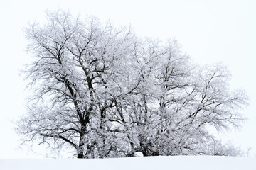 black trees covered with white frost