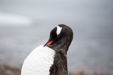 A gentoo penguin preens itself at Neko Harbour, Antarctica