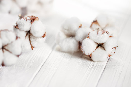 Delicate white flowers of cotton on a wooden Board. Beautiful natural background.