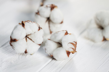 Delicate white flowers of cotton on a wooden Board. Beautiful natural background.