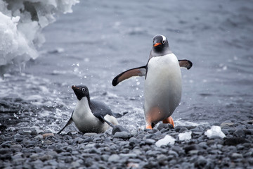 Obraz premium An Adelie and a Gentoo penguin come out of the water.