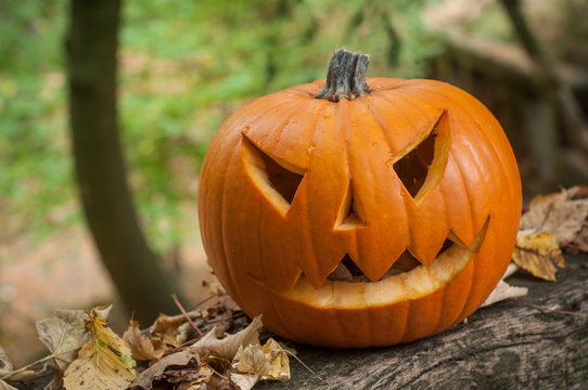 d&eacute;coration citrouille pour Halloween en for&ecirc;t