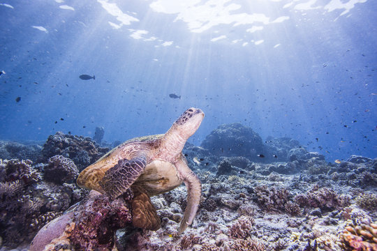 sea turtle