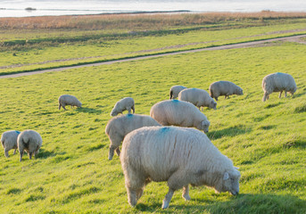 Schafe auf einem Deich an der Elbe