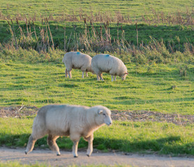 Schafe auf einem Deich an der Elbe