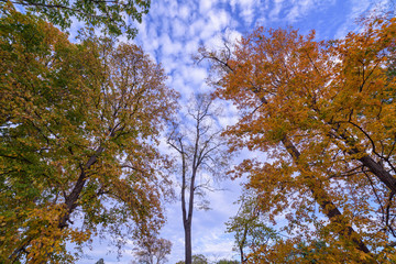 Tall fall trees